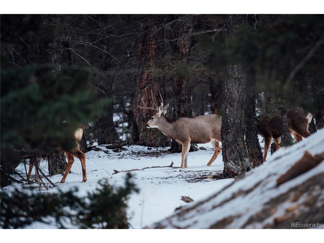 472 Redhill Road Fairplay, CO 80440 - Photo 34 of 37 Neighborhood Deer