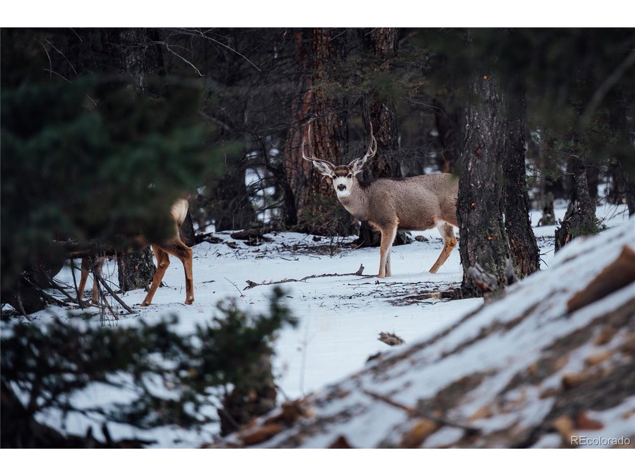 472 Redhill Road Fairplay, CO 80440 - Photo 7 of 37 Neighborhood Mule Deer