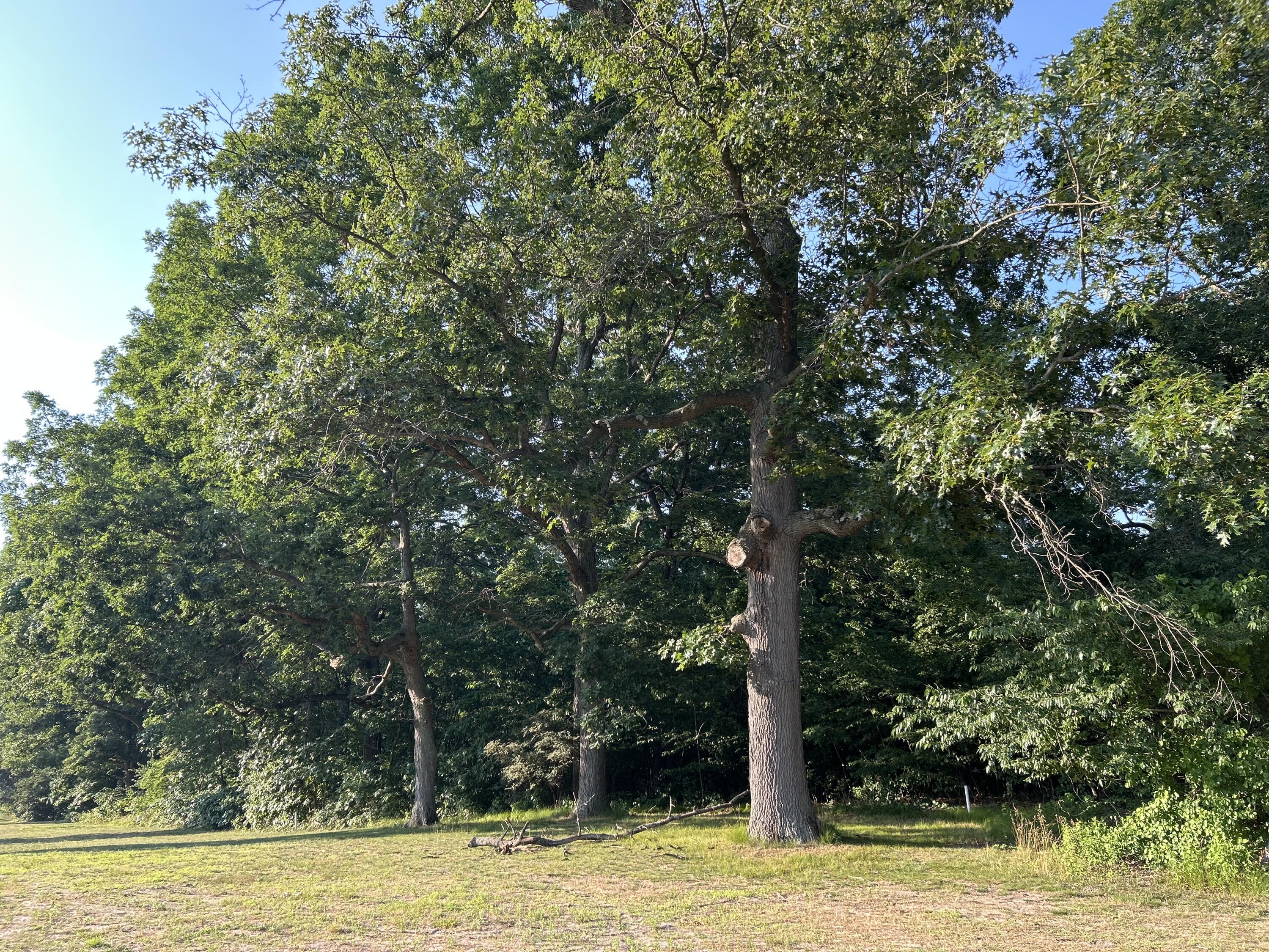 1 Lilac Lane New Buffalo, MI 49117 - Photo 5 of 9 3000x2250