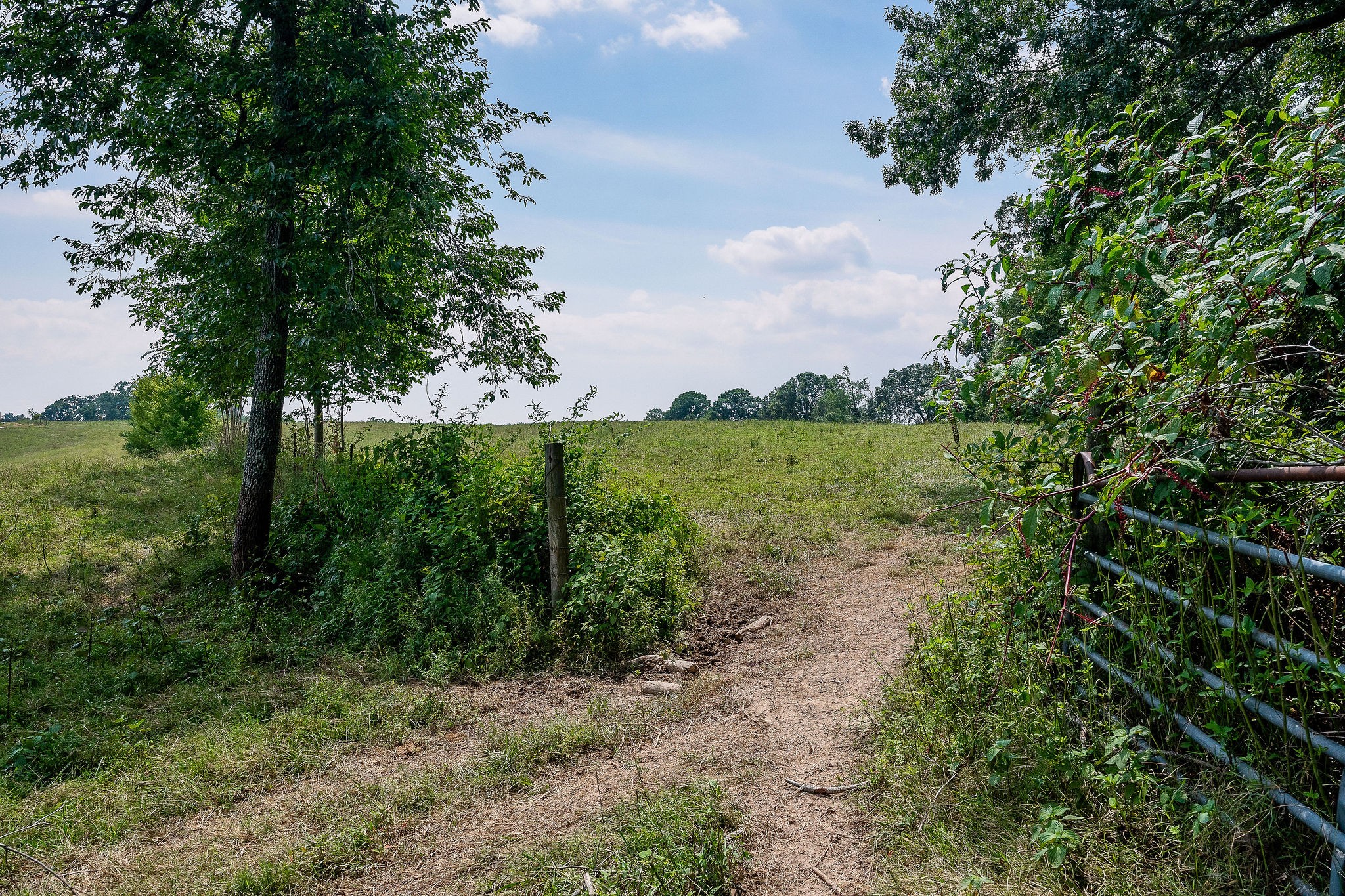 0 Keisling Ridge Road Monroe, TN 38573 - Photo 33 of 40 a view of a yard with plants and a tree
