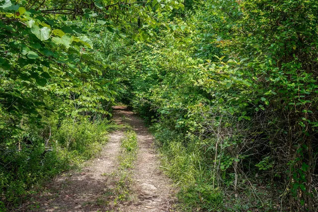 a close up of a plant in a garden