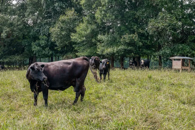 a view of an outdoor space and yard
