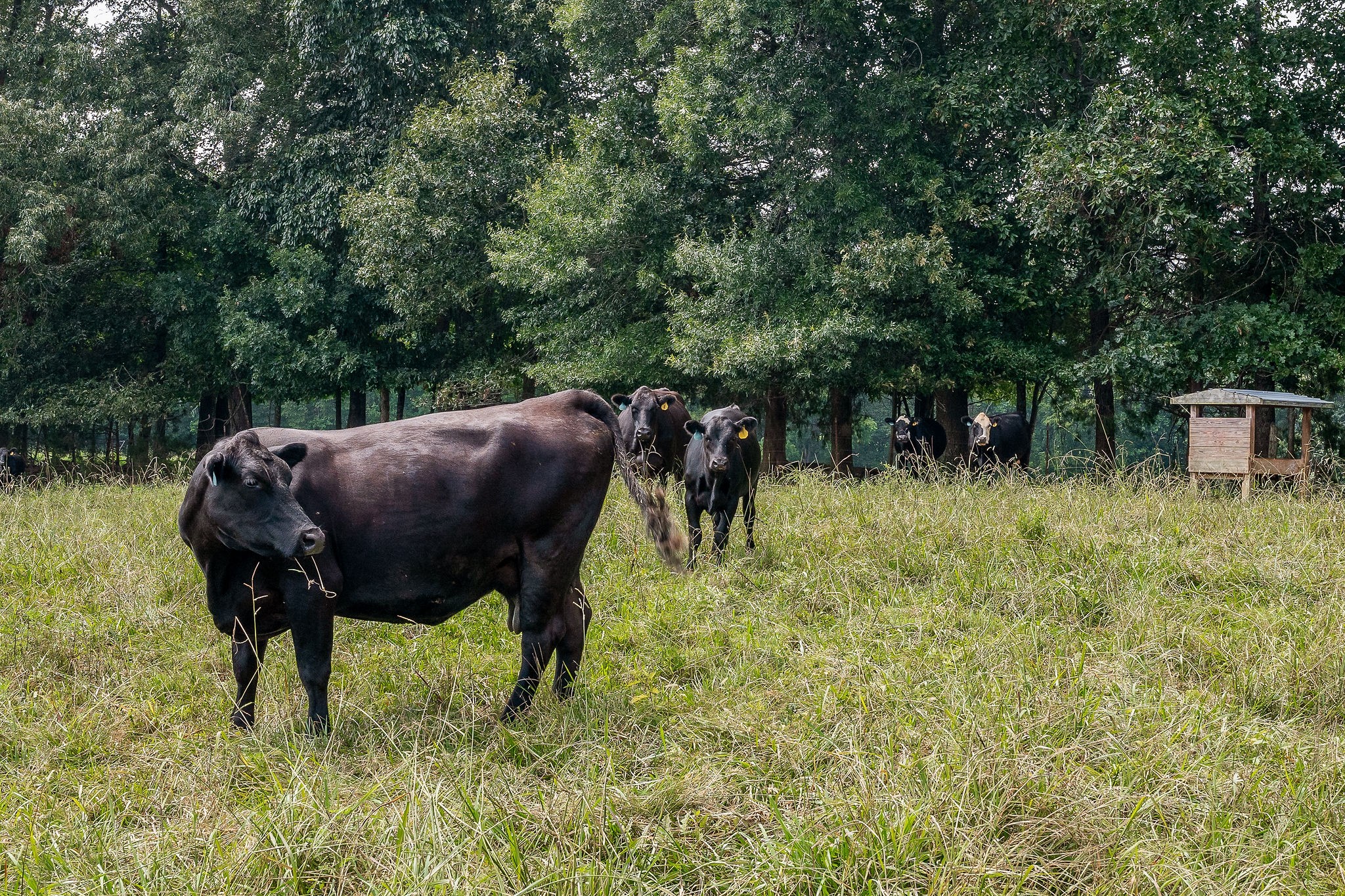 0 Keisling Ridge Road Monroe, TN 38573 - Photo 38 of 40 a view of an outdoor space and yard