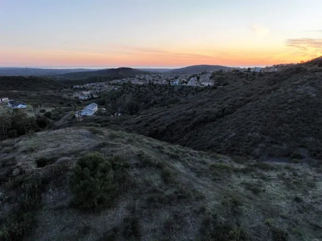 a view of a tree with a plant in front of it