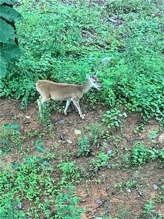 8 Mt Sequoyah Road Jasper, GA 30143 - Photo 81 of 86