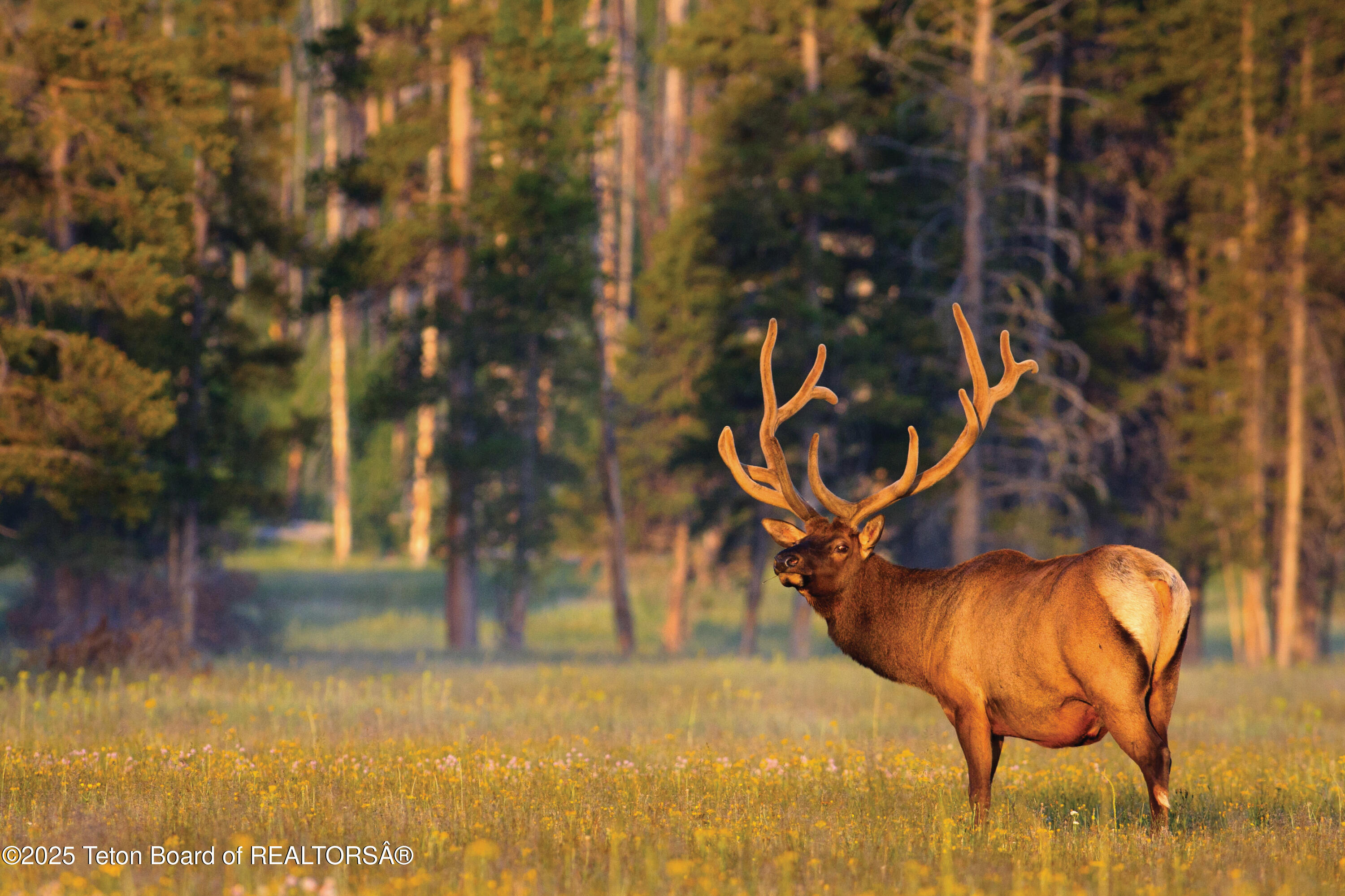 15425 Wagon Road Jackson, WY 83001 - Photo 7 of 7 7