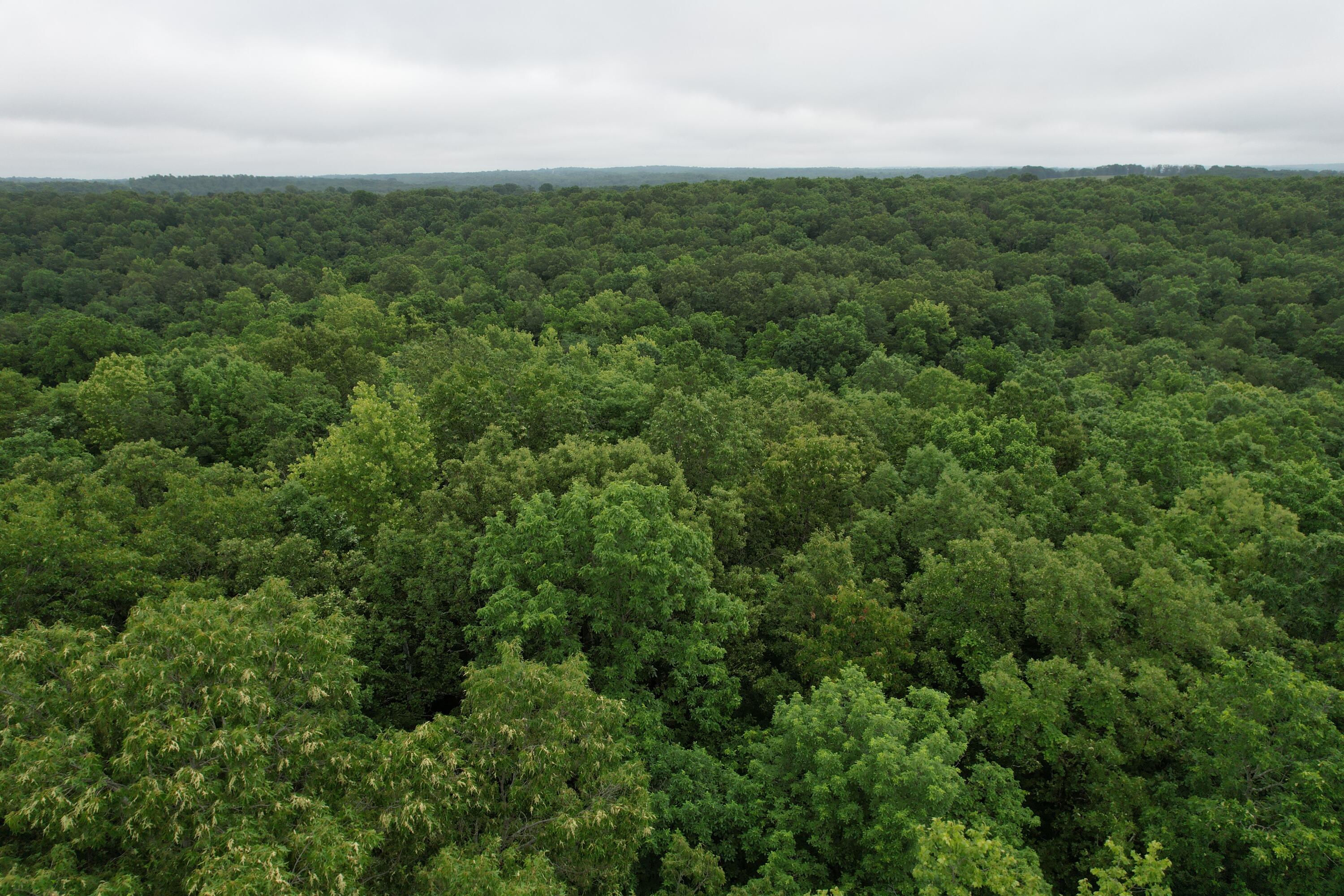 0 State Rte YY Caulfield, MO 65626 - Photo 17 of 21 DJI_0760