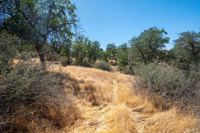 a view of a yard with a tree