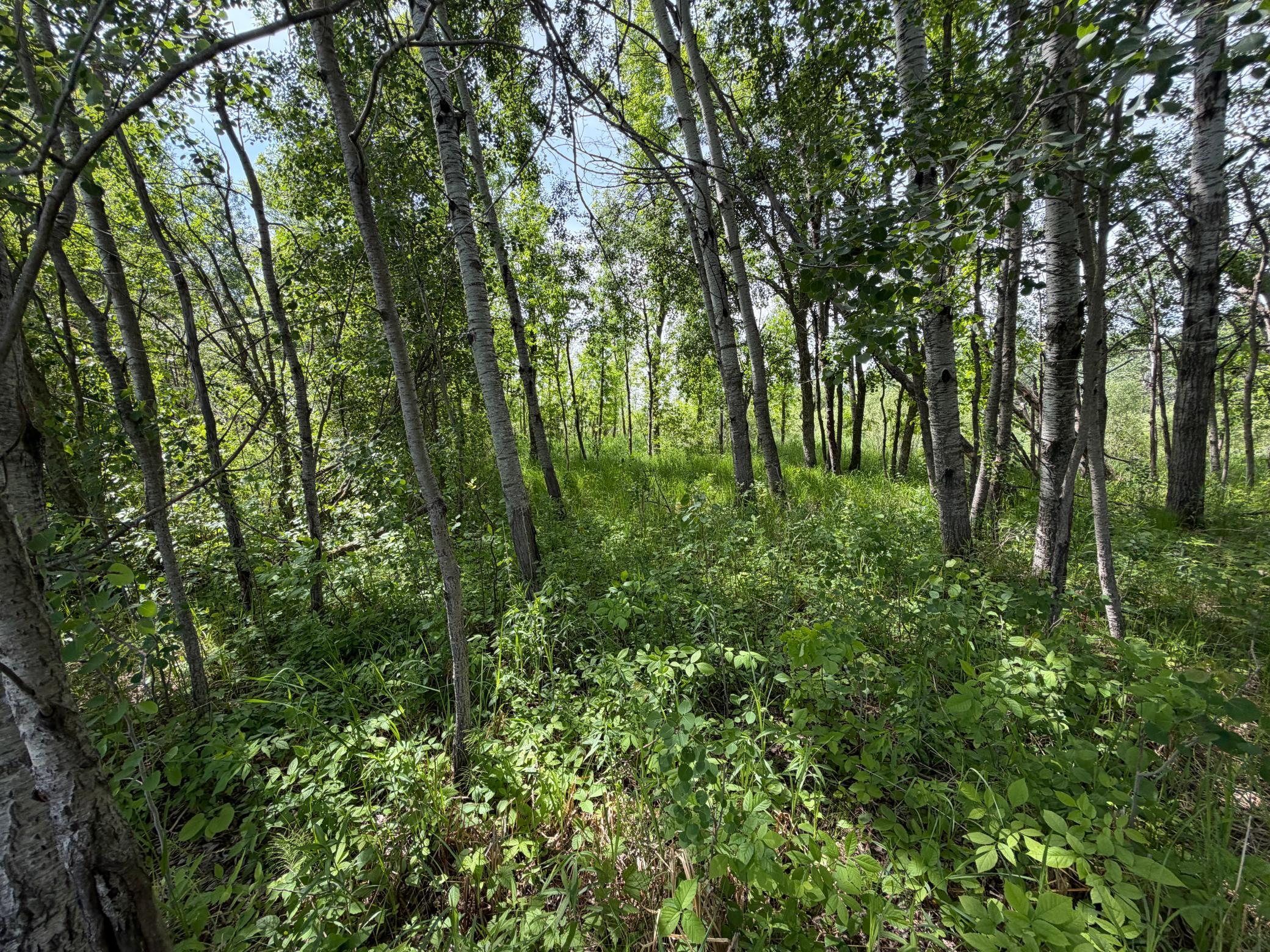 Tbd-b 180th Street Milaca, MN 56353 - Photo 22 of 80