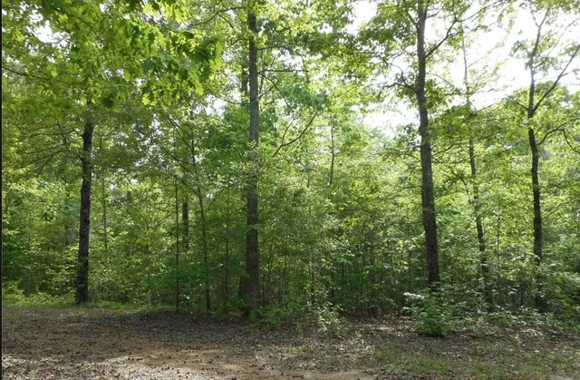 a view of a forest with trees in the background