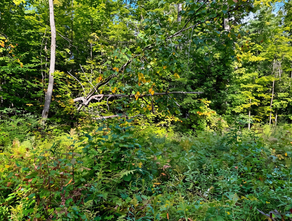 3397 Indian Road Brutus, MI 49716 - Photo 9 of 14 Gallery Image 9