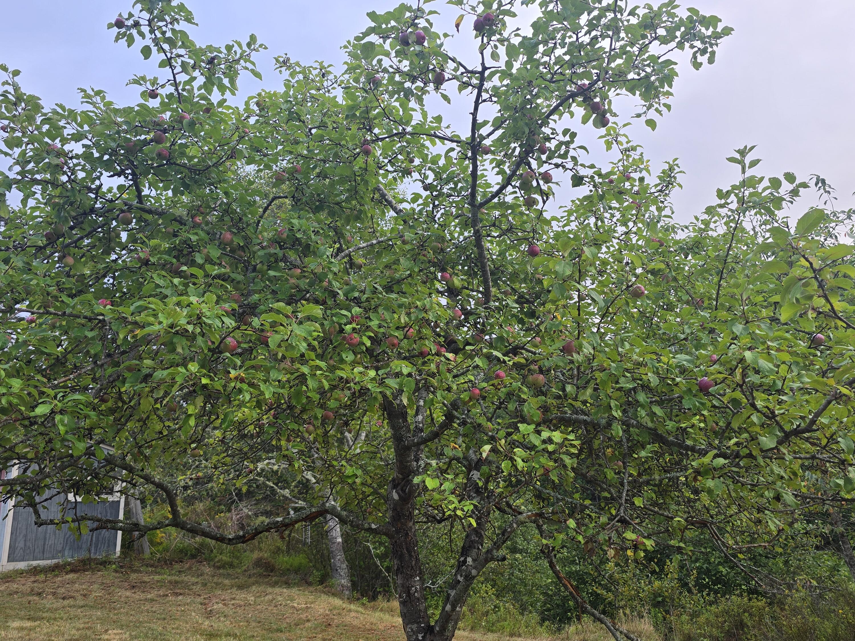 563 Newbury Neck Road Surry, ME 04684 - Photo 58 of 67 Apple Tree