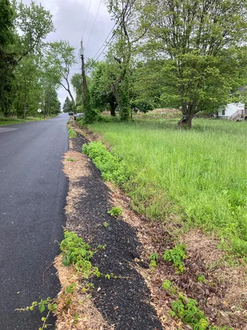 a view of a yard with plants and a large tree
