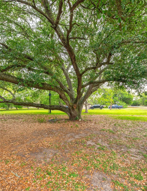 725 Thompson Road Alvin, TX 77511 - Photo 10 of 44 beautiful tree