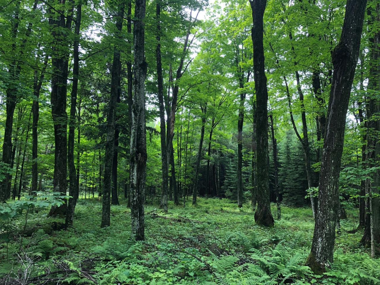 Lot #1 Columbus Lake Road, Unit ON Eagle River, WI 54521 - Photo 22 of 27 Gallery Image 22