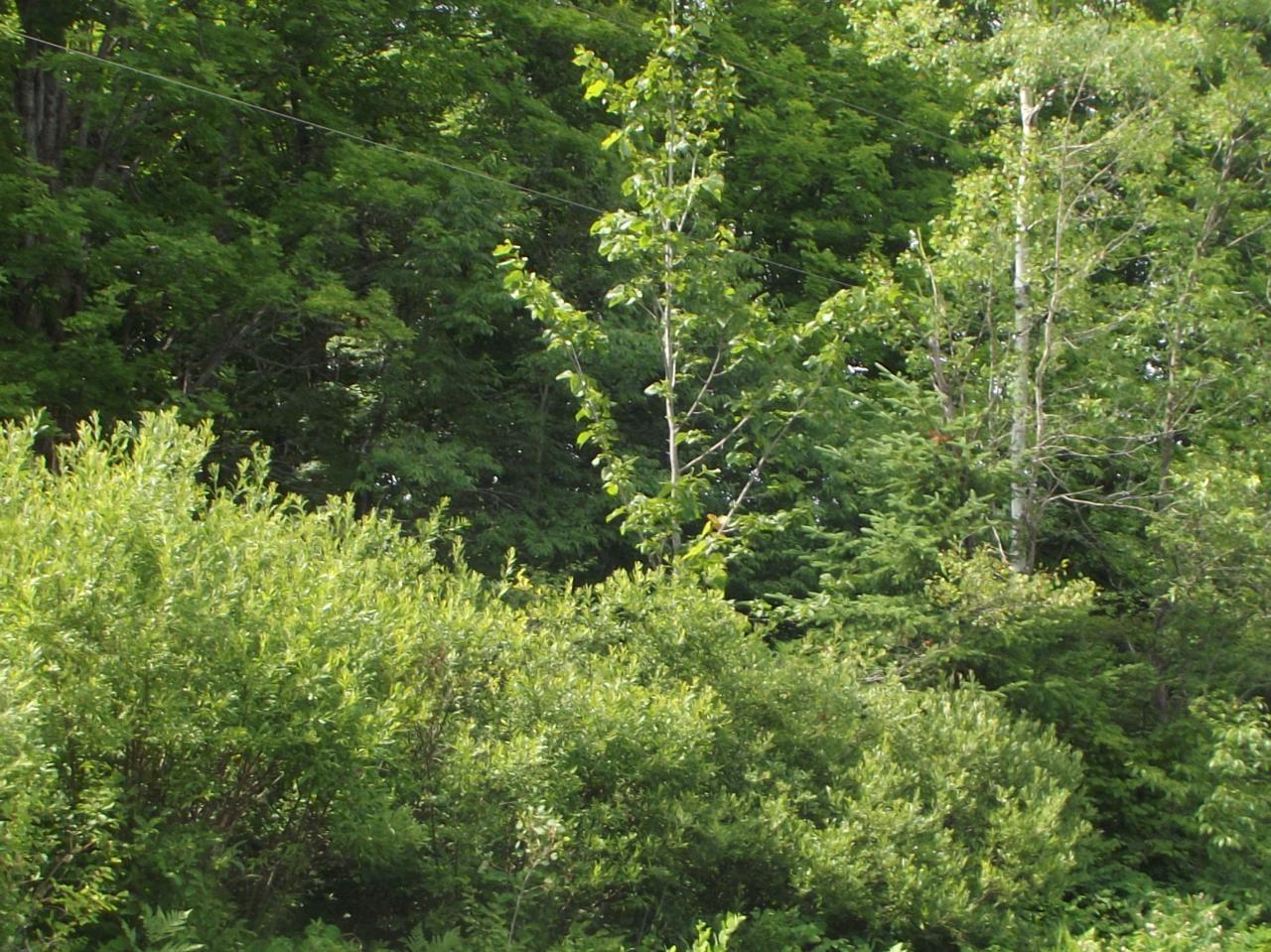 1-4 Dream Lake Road Long Lake, WI 54542 - Photo 1 of 6 Gallery Image 1