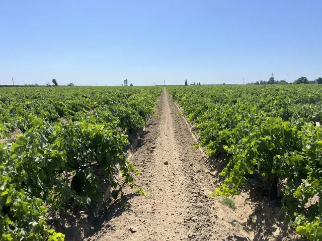 a view of a pathway with a yard