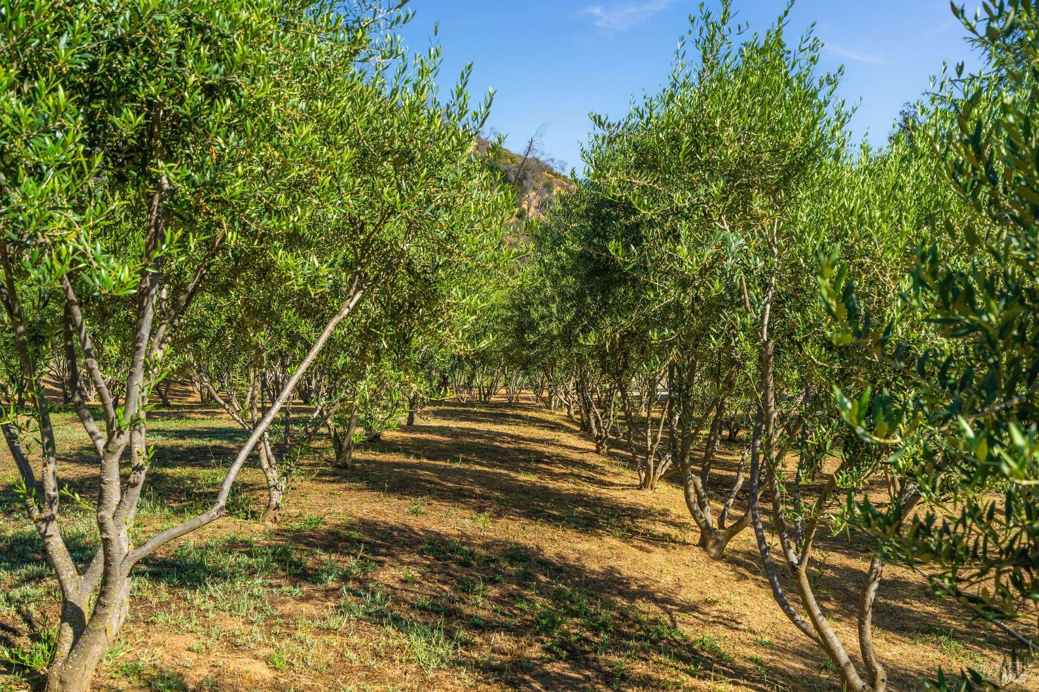 5400 Wragg Canyon Road Napa, CA 94558 - Photo 51 of 68 a backyard of a house with lots of green space