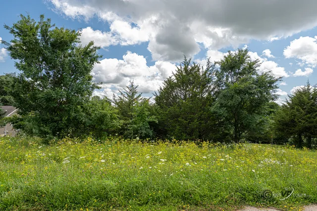 a view of a bunch of trees and a yard