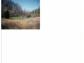 81 Jackson Hollow Road Mosheim, TN 37818 - Photo 1 of 3 Photo 1