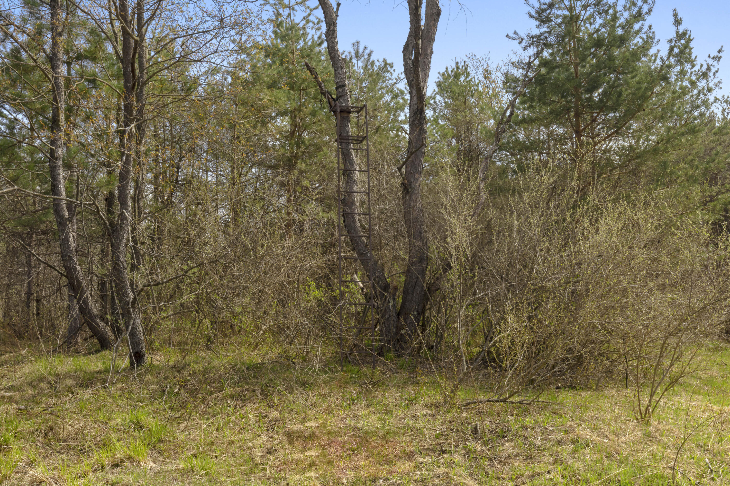 0 Dzuibanek Road Thompsonville, MI 49683 - Photo 18 of 21 0S5A5684