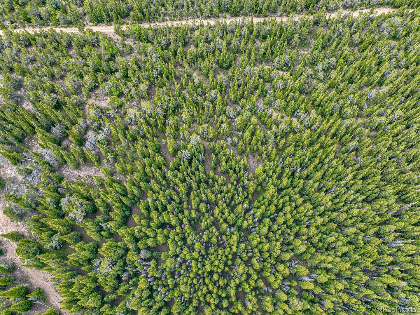 111 Mosquito Creek Road Idaho Springs, CO 80452 - Photo 14 of 50 a view of a yard with a plant