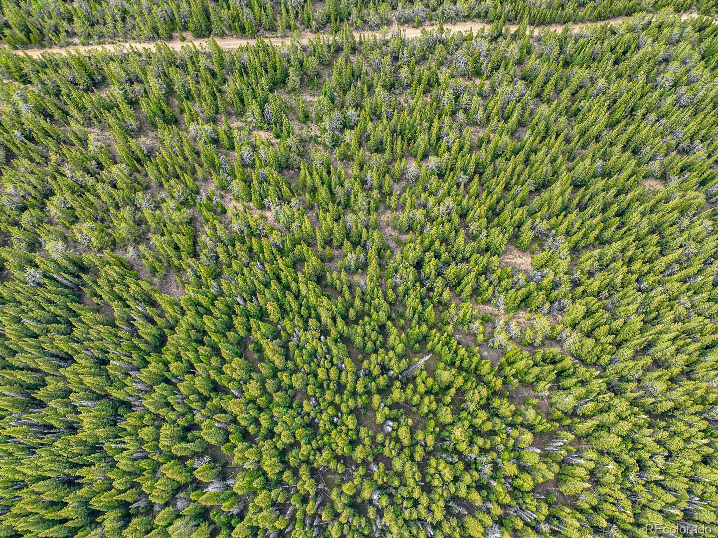 111 Mosquito Creek Road Idaho Springs, CO 80452 - Photo 15 of 50 a close up of a plant