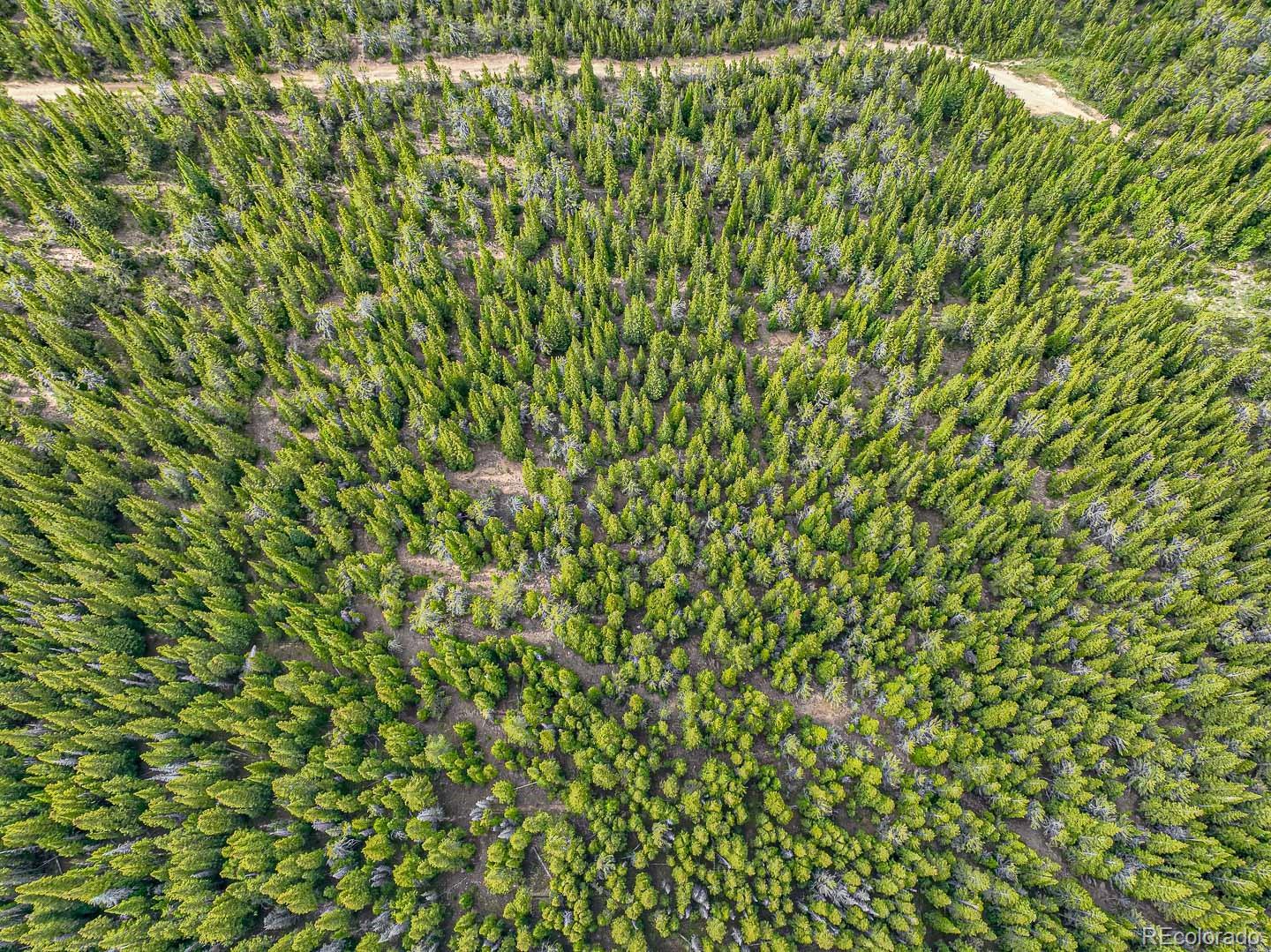 111 Mosquito Creek Road Idaho Springs, CO 80452 - Photo 16 of 50 a view of a yard