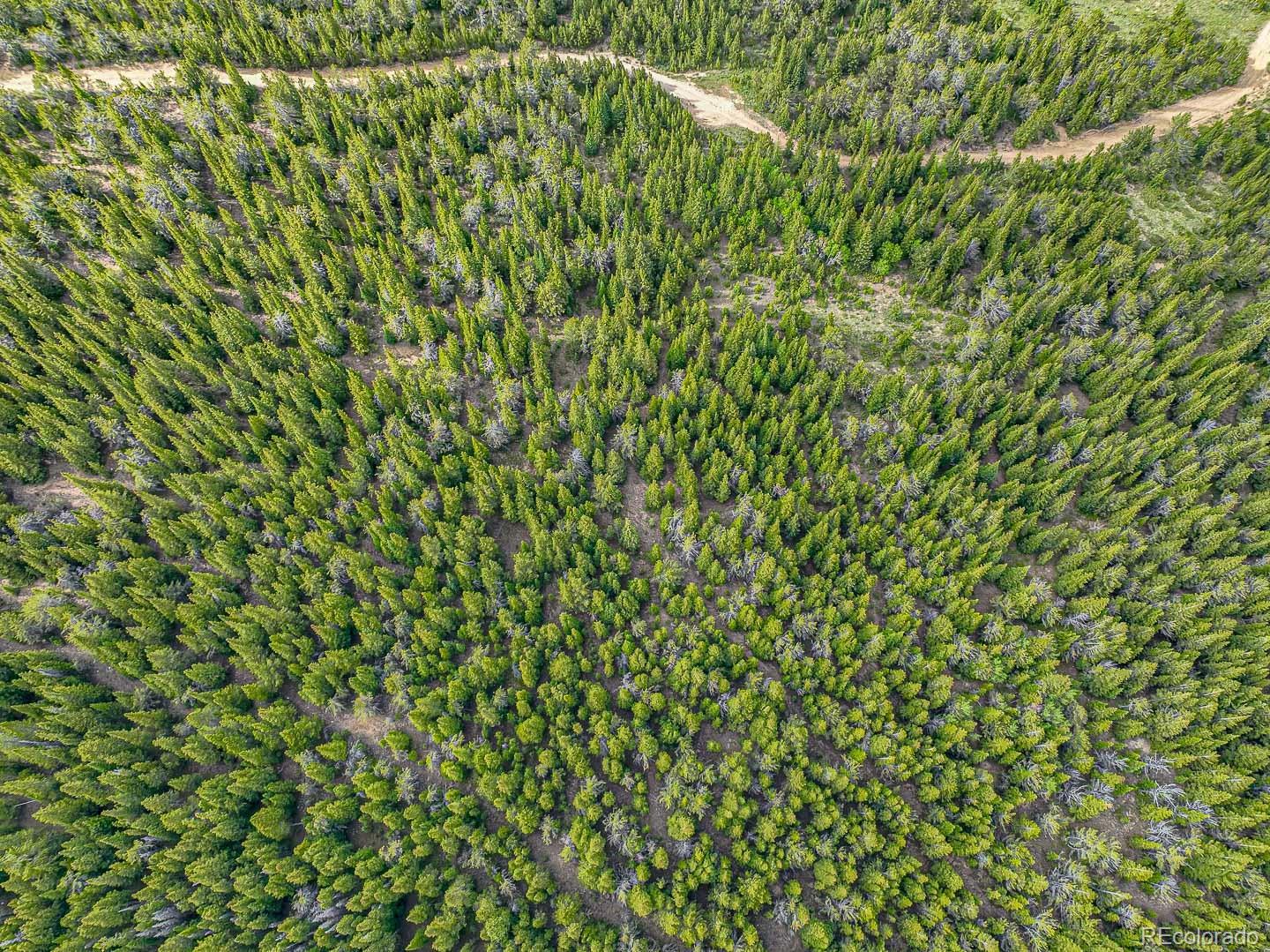 111 Mosquito Creek Road Idaho Springs, CO 80452 - Photo 17 of 50 a close up of a plant