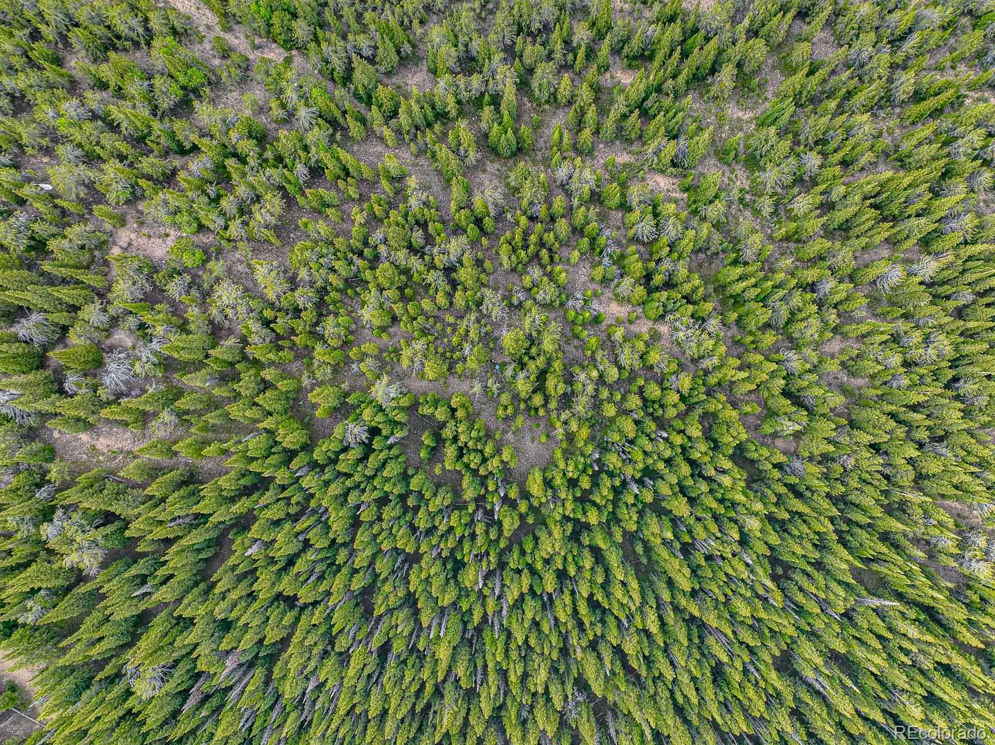 111 Mosquito Creek Road Idaho Springs, CO 80452 - Photo 2 of 50 a close up of a plant