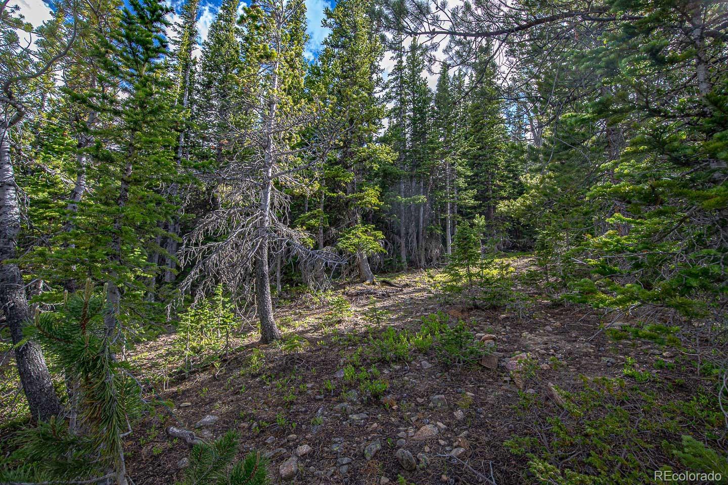 111 Mosquito Creek Road Idaho Springs, CO 80452 - Photo 32 of 50 a view of a forest with trees