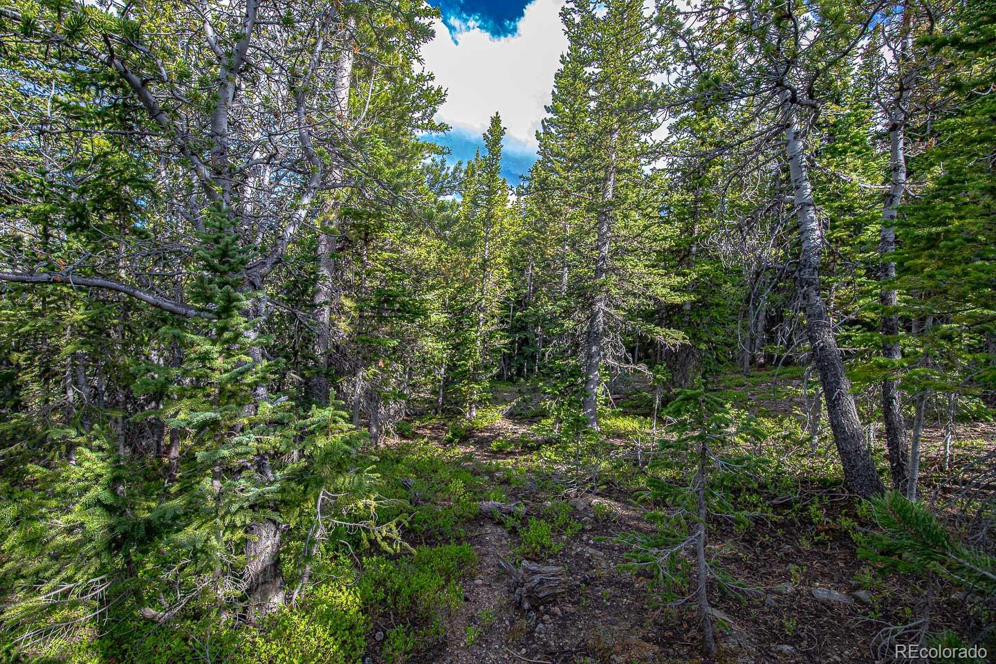 111 Mosquito Creek Road Idaho Springs, CO 80452 - Photo 33 of 50 a view of a forest with lots of trees