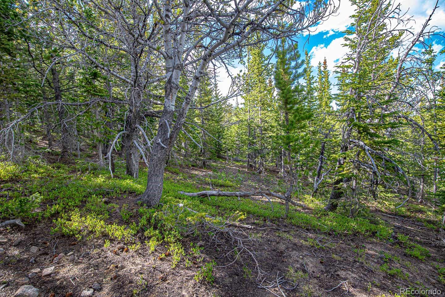 111 Mosquito Creek Road Idaho Springs, CO 80452 - Photo 34 of 50 a backyard of a house with lots of green space