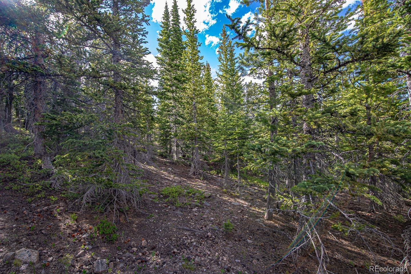 111 Mosquito Creek Road Idaho Springs, CO 80452 - Photo 35 of 50 a view of a forest with lots of trees