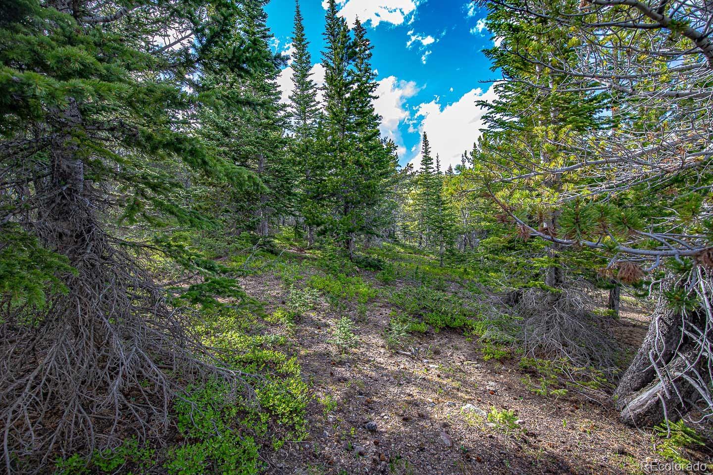 111 Mosquito Creek Road Idaho Springs, CO 80452 - Photo 36 of 50 a view of a forest with lots of trees