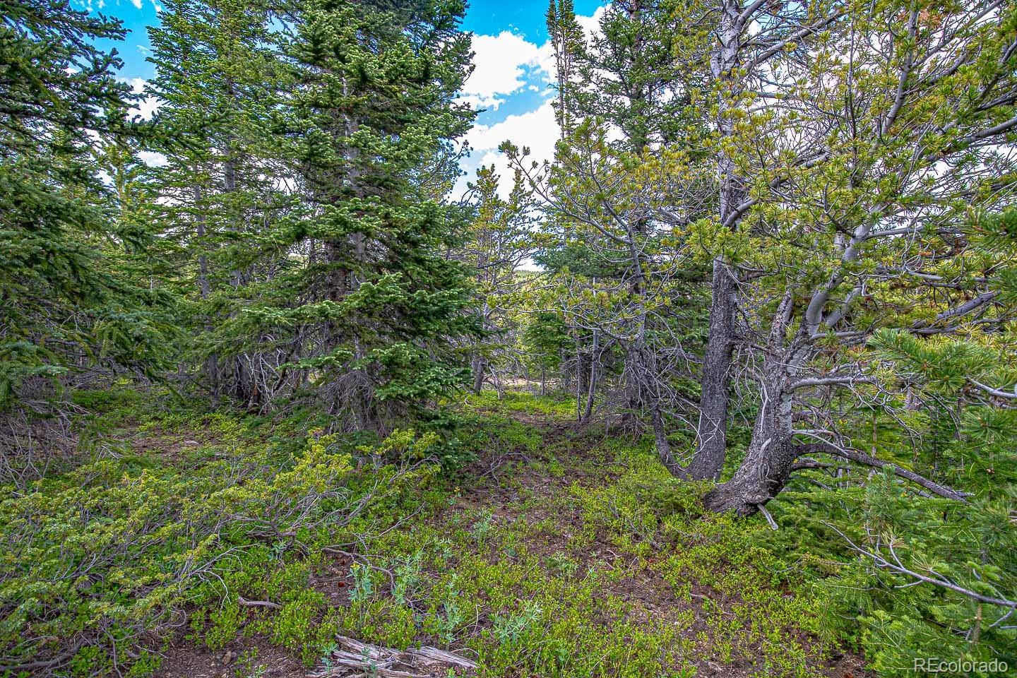 111 Mosquito Creek Road Idaho Springs, CO 80452 - Photo 38 of 50 a view of a lush green forest