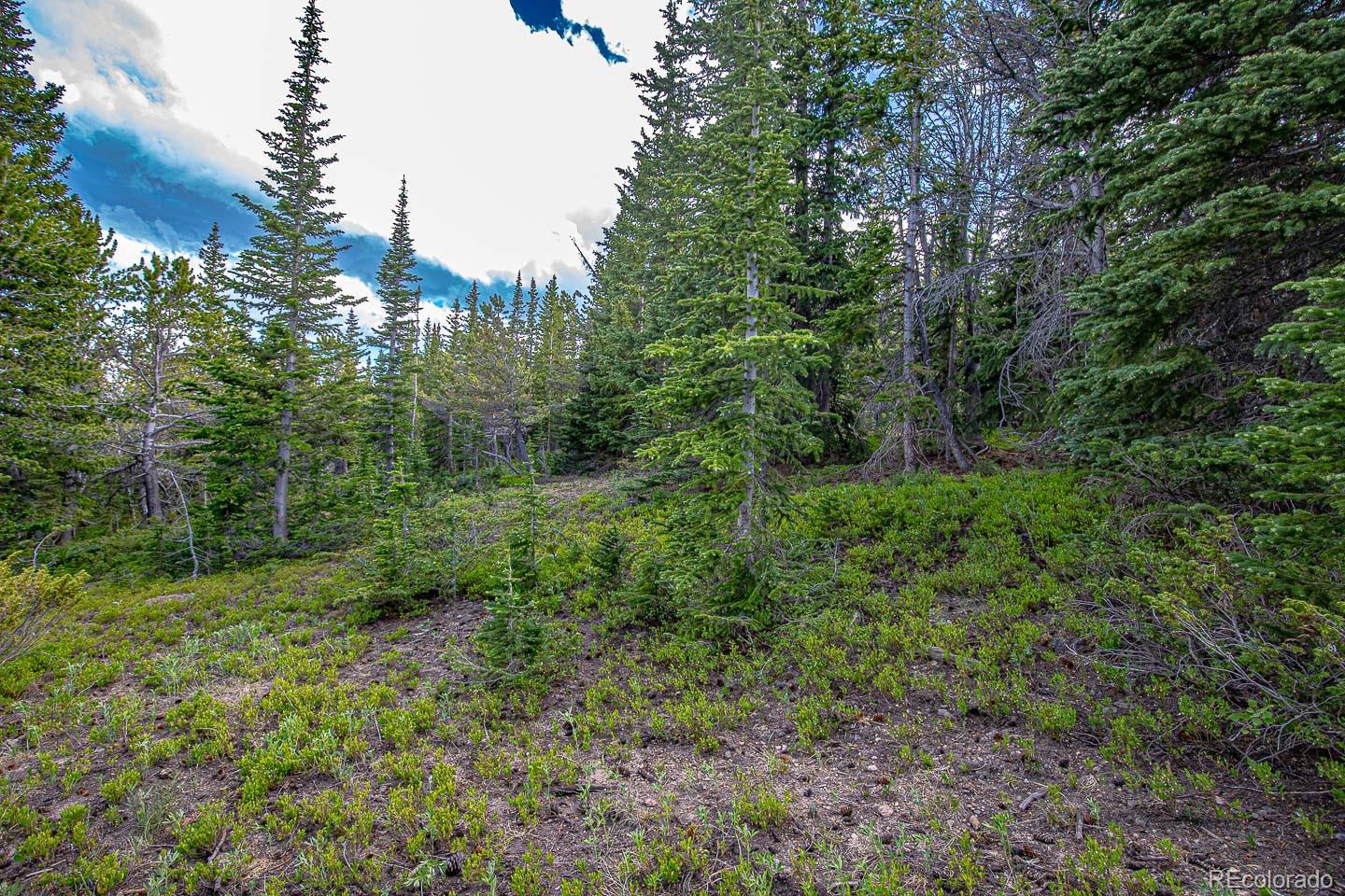 111 Mosquito Creek Road Idaho Springs, CO 80452 - Photo 39 of 50 a view of a lush green forest