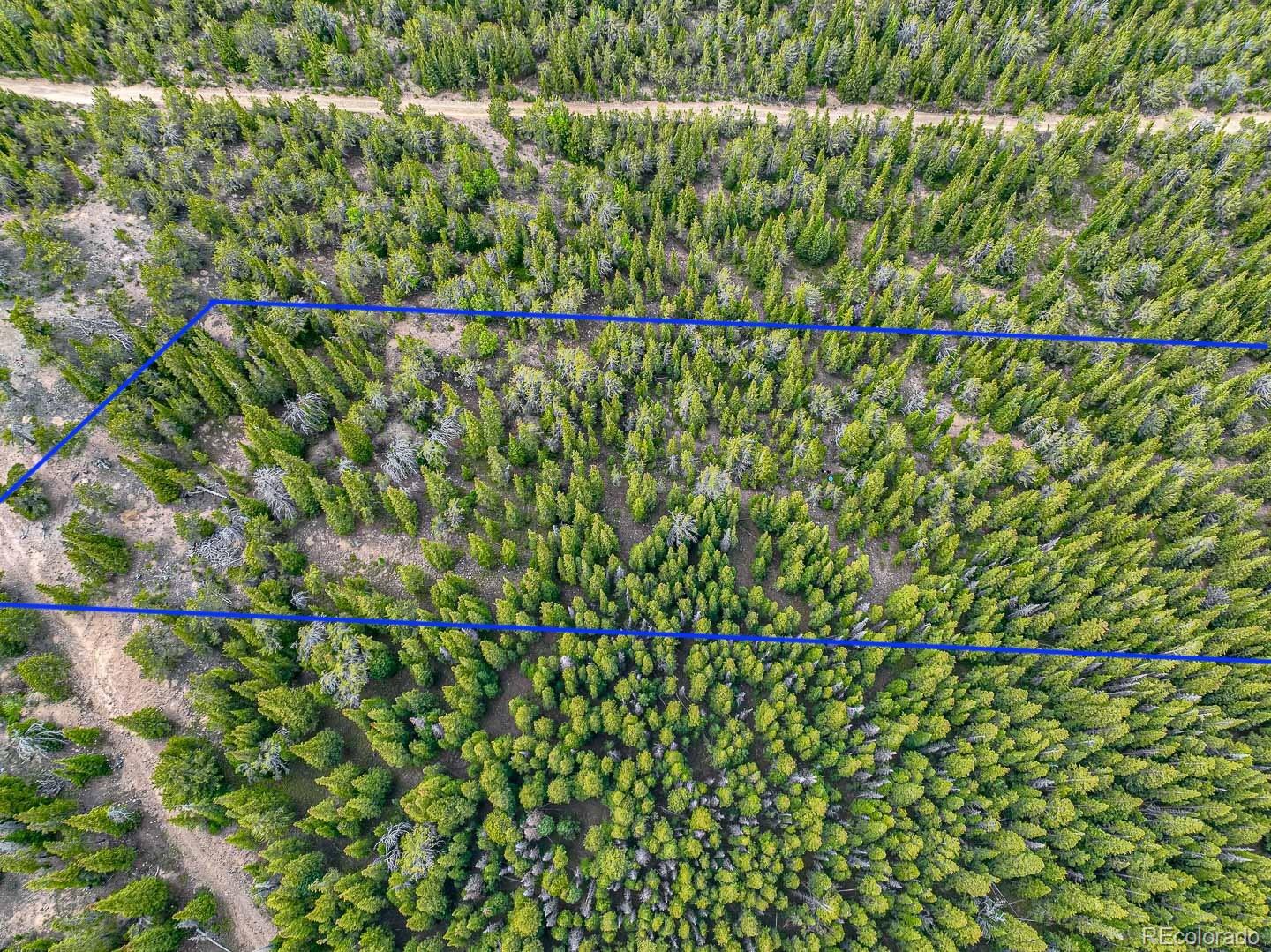 111 Mosquito Creek Road Idaho Springs, CO 80452 - Photo 4 of 50 a view of a yard with a plant