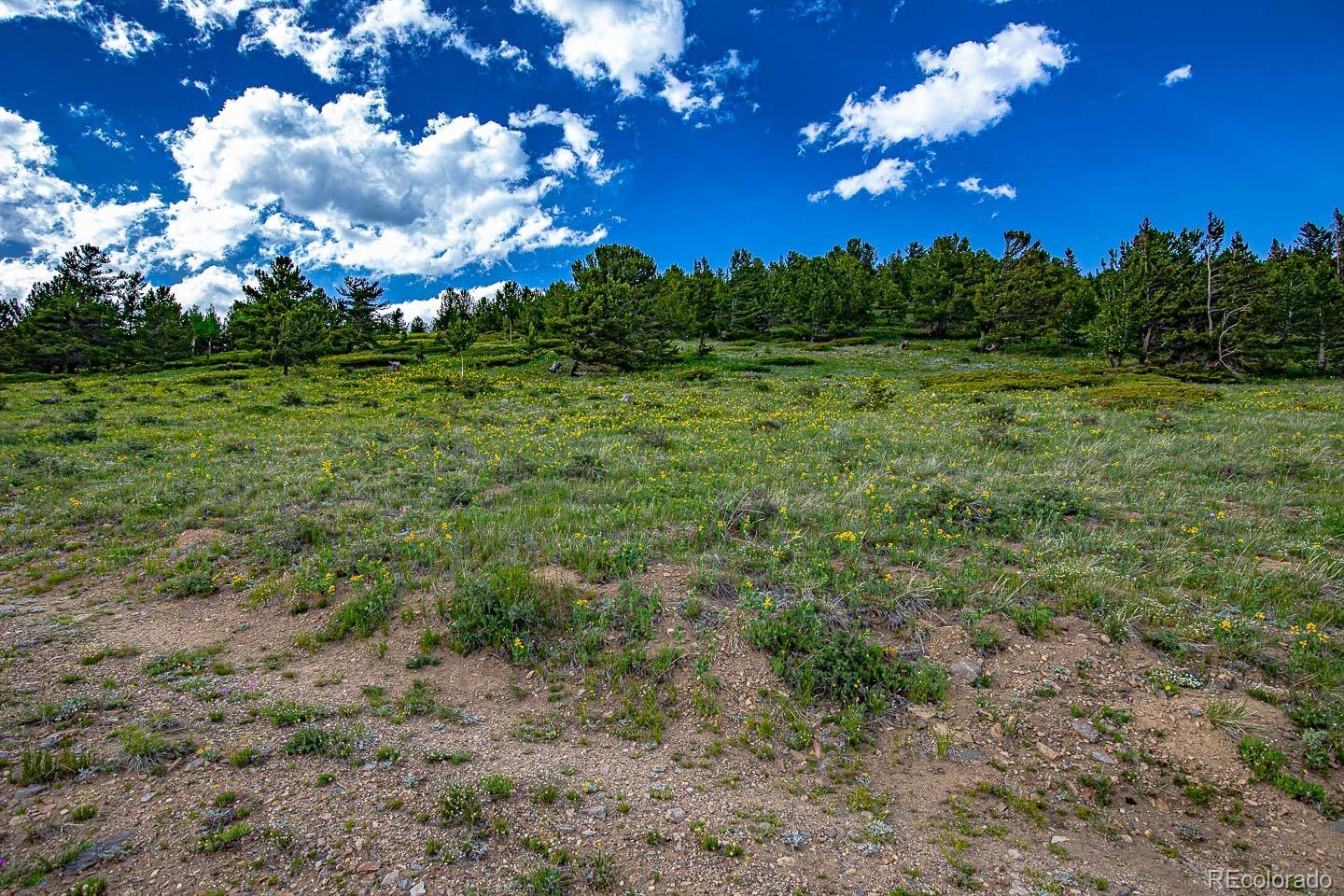 111 Mosquito Creek Road Idaho Springs, CO 80452 - Photo 47 of 50 a view of a big yard with lots of green space
