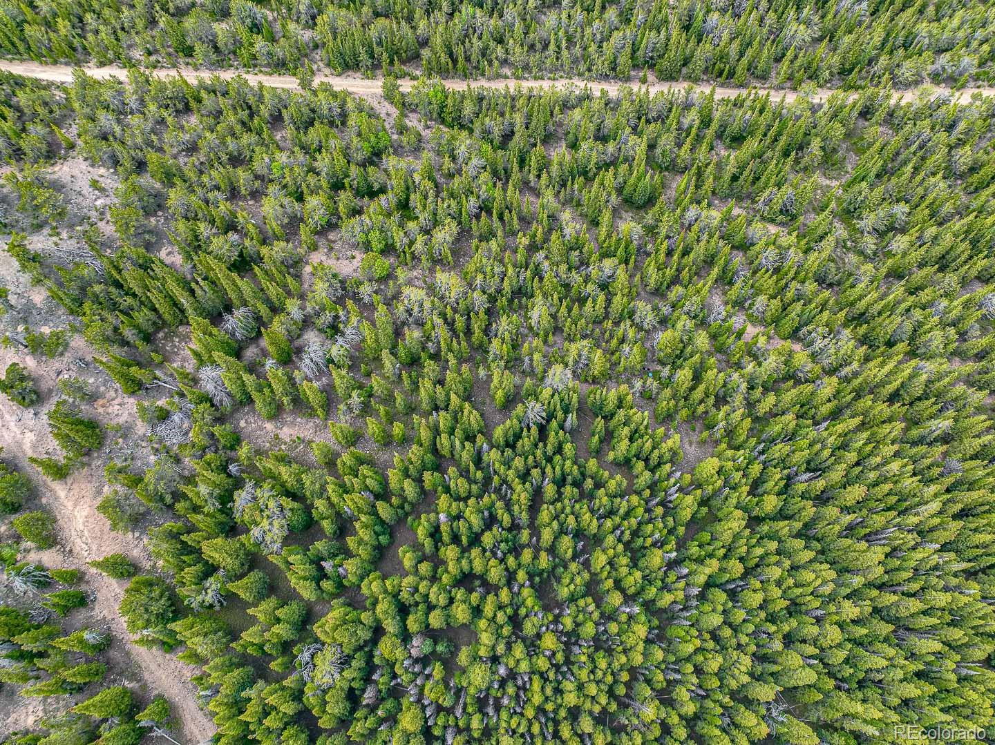 111 Mosquito Creek Road Idaho Springs, CO 80452 - Photo 5 of 50 a close up of a plant