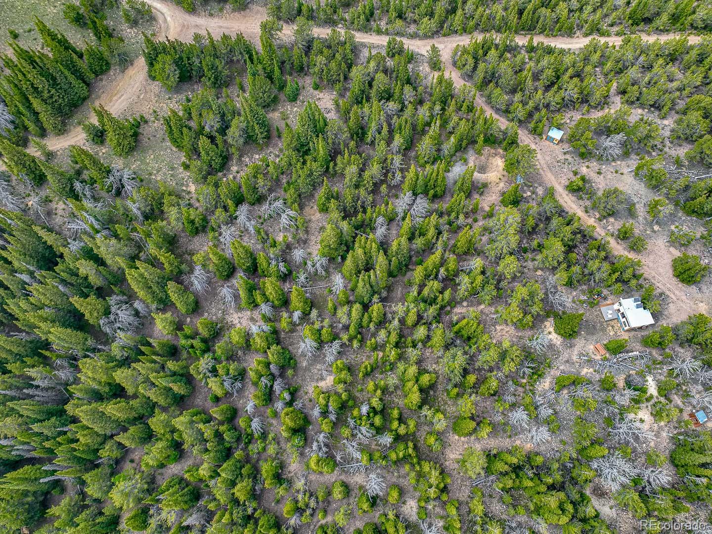 111 Mosquito Creek Road Idaho Springs, CO 80452 - Photo 9 of 50 a view of a lush green forest