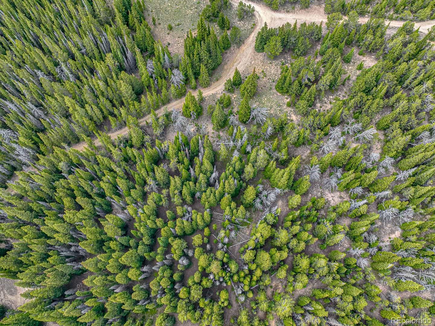 111 Mosquito Creek Road Idaho Springs, CO 80452 - Photo 10 of 50 a view of a lush green forest with a tree