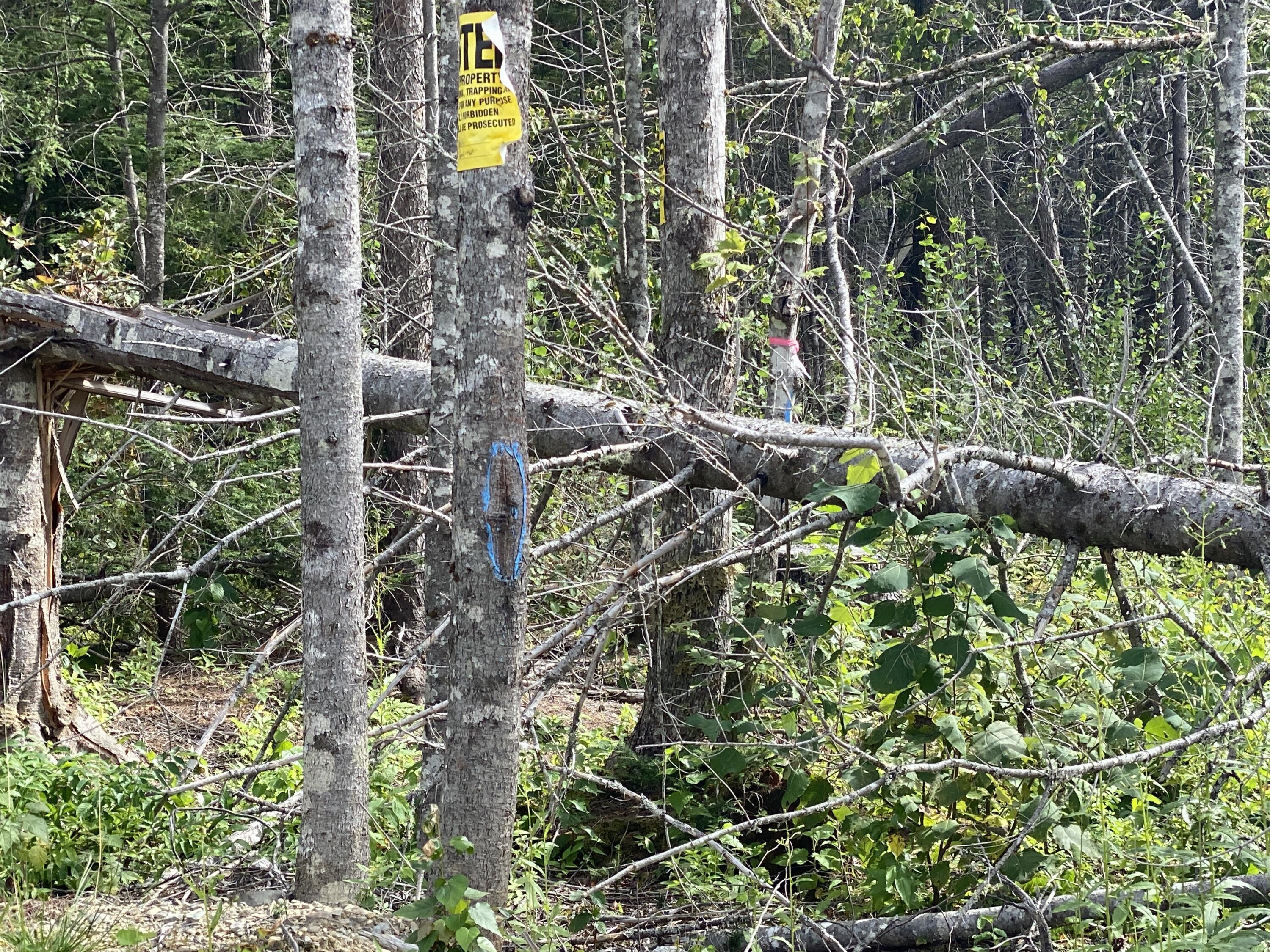 895 Osgood Road Carroll Plt, ME 04487 - Photo 20 of 22 Photo Sep 01, 2 41 30 PM
