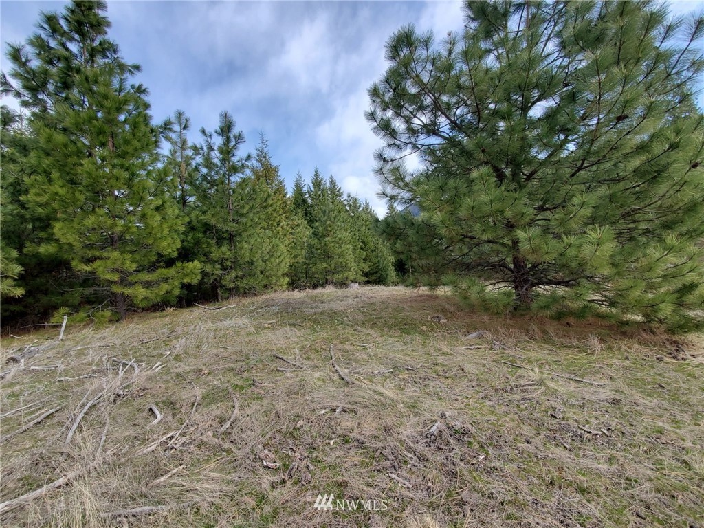 -tbd Bissell Road Hunters, WA 99137 - Photo 11 of 30 a view of a forest with trees in the background