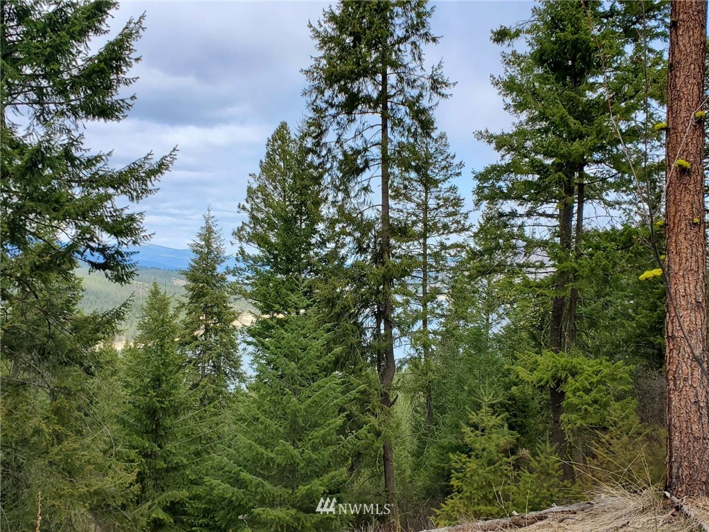 -tbd Bissell Road Hunters, WA 99137 - Photo 13 of 30 a view of a forest
