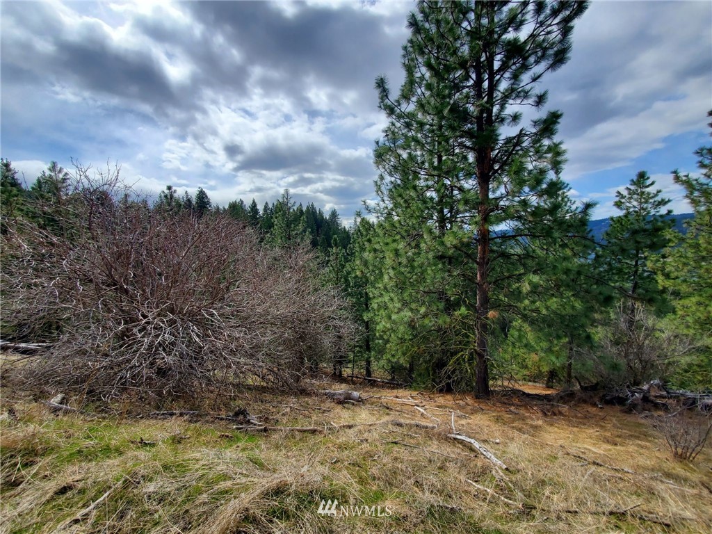 -tbd Bissell Road Hunters, WA 99137 - Photo 14 of 30 a view of a yard with plants and trees
