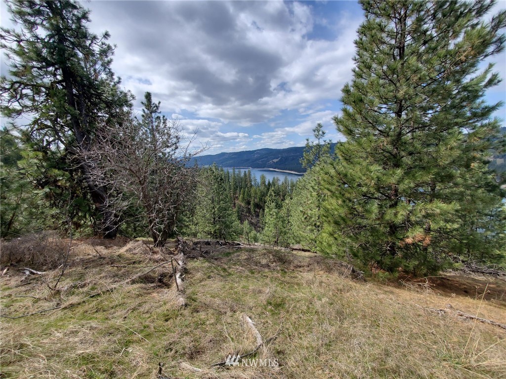 -tbd Bissell Road Hunters, WA 99137 - Photo 17 of 30 a view of a yard with plants and a tree
