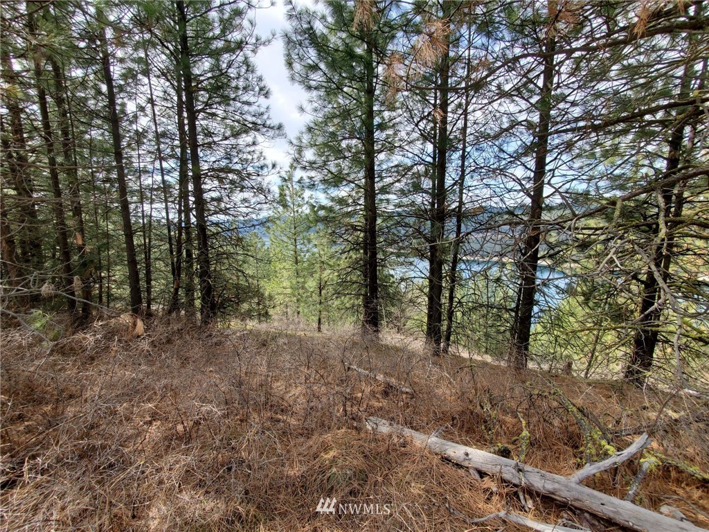 -tbd Bissell Road Hunters, WA 99137 - Photo 19 of 30 a view of a forest with trees in the background