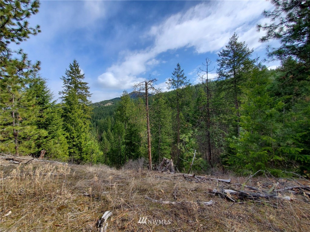 -tbd Bissell Road Hunters, WA 99137 - Photo 21 of 30 a view of a forest with trees in background