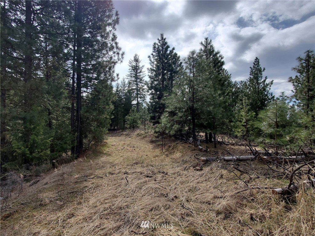 -tbd Bissell Road Hunters, WA 99137 - Photo 22 of 30 a view of a yard with trees in the background